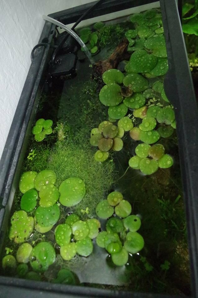 plantes flottantes dans un nano aquarium
