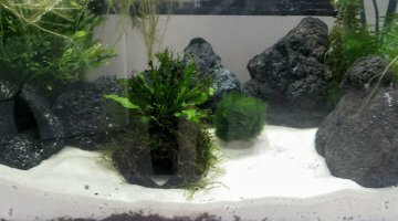 20l crevettes Full blue