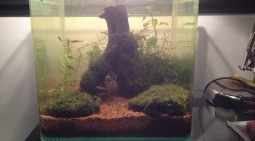 10L, sp blue jelly