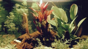 50 Litres Amazonien (Ramirezi)