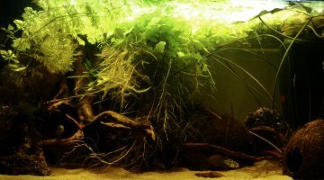 54l spé apisto baenchi f1