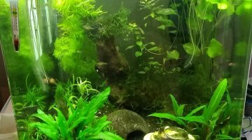 Nano 60l