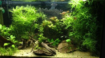 Biotope Américain