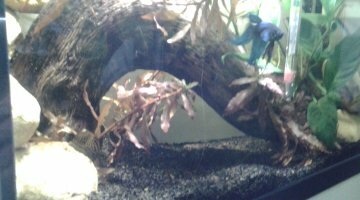 nano betta 1