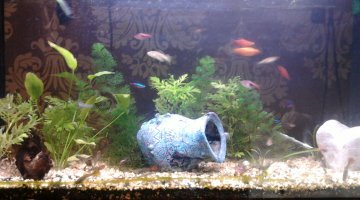 100L - Principal -
