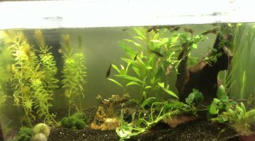 Guppy 60l