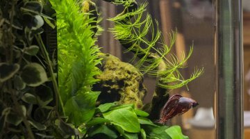 Nano 20 litres pour un Betta S