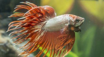 20 litres betta splendide