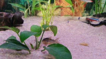 265l premier aquarium