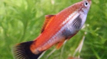 La femelle Xiphos