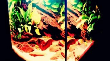100L Amazonien