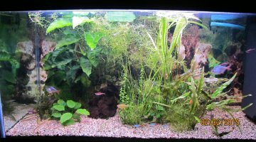 200L amazonien