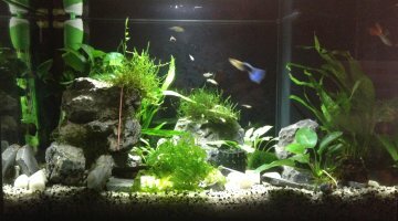 40 litres asiatique