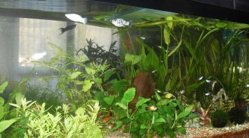communautaire 250 litres