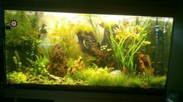 200L Aquascaping