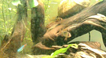 Amazonia 95
