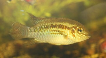 Laetacara Araguaiae