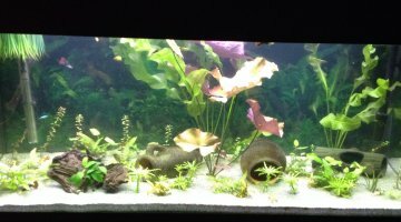 180 Litres Communautaire