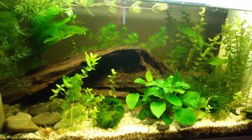 First (60L)