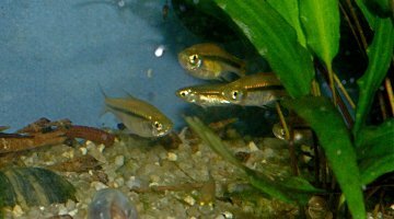 180l tropicaux