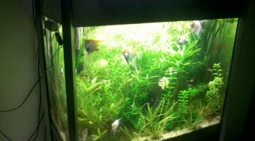 fluval Scalaires