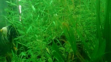 fluval 850 communautaire