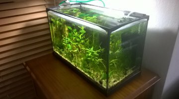 20l crevettes sakura
