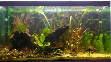 300 litres amazonien