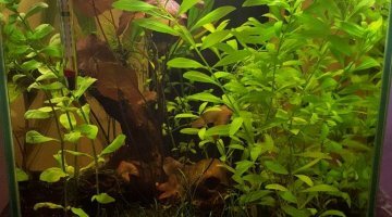 40L - Tyloménia