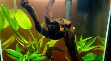 30L - Betta Halfmoon - Baka