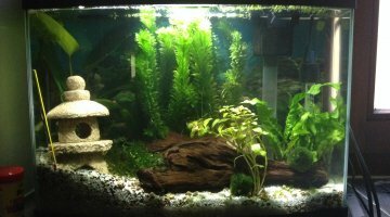 30l combattant plakat dumbo