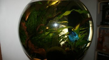 Biorb 30l