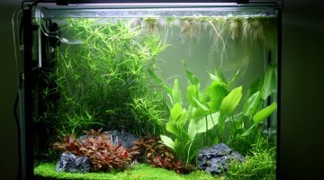 72l planté