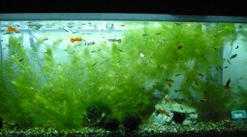 120l guppys