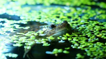 Grenouille et ses potes (LowTech)