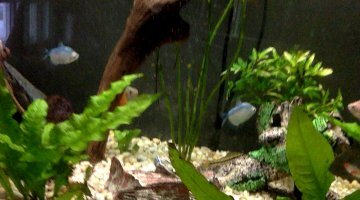 Bac plein de poisson d'eau douce
