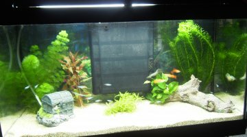 80 litres Mon premier aquarium