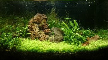 Nano iwagumi 13L
