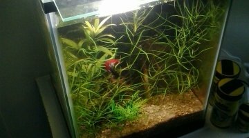 Nano maison pour betta