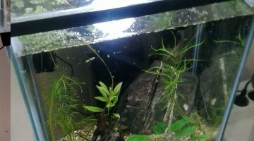 Nano 39l maison