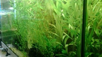 96 litres quarantaine ou repro