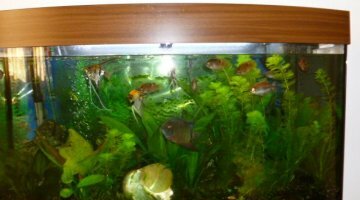 180 l amazonien