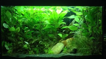 60 l Asiatique