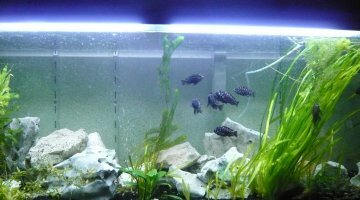 350l duboisi