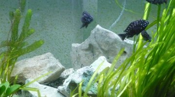 tropheus duboisi