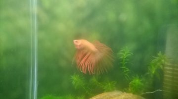 Nano 10 L betta splendens