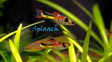 Poecilia wingei 100L