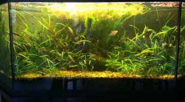 350l amazonien