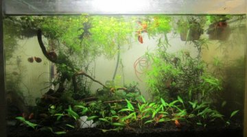 40l Ecrevisses naines