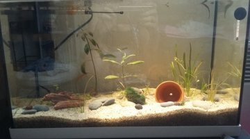 Loona's 40 litres